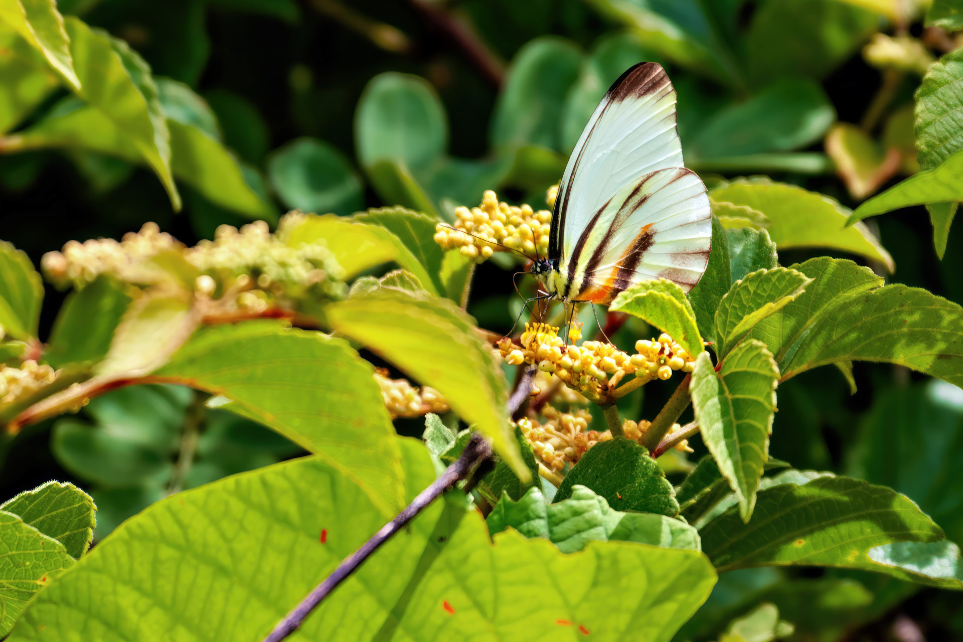 Perrhybris pyrrha carmenta